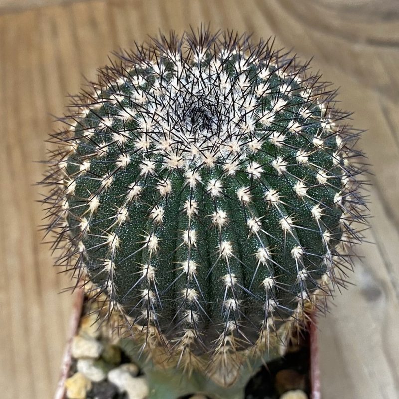 SH1378 Uebelmannia pectinifera v. crebispina R83, grafted