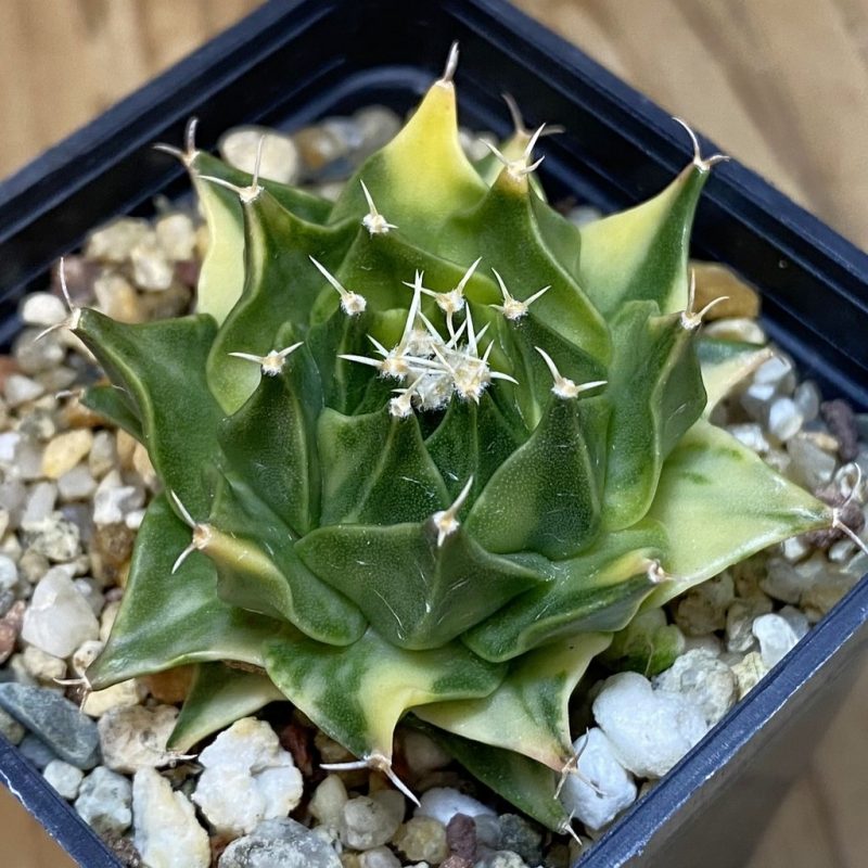 SH3006 Obregonia denegrii f. variegata