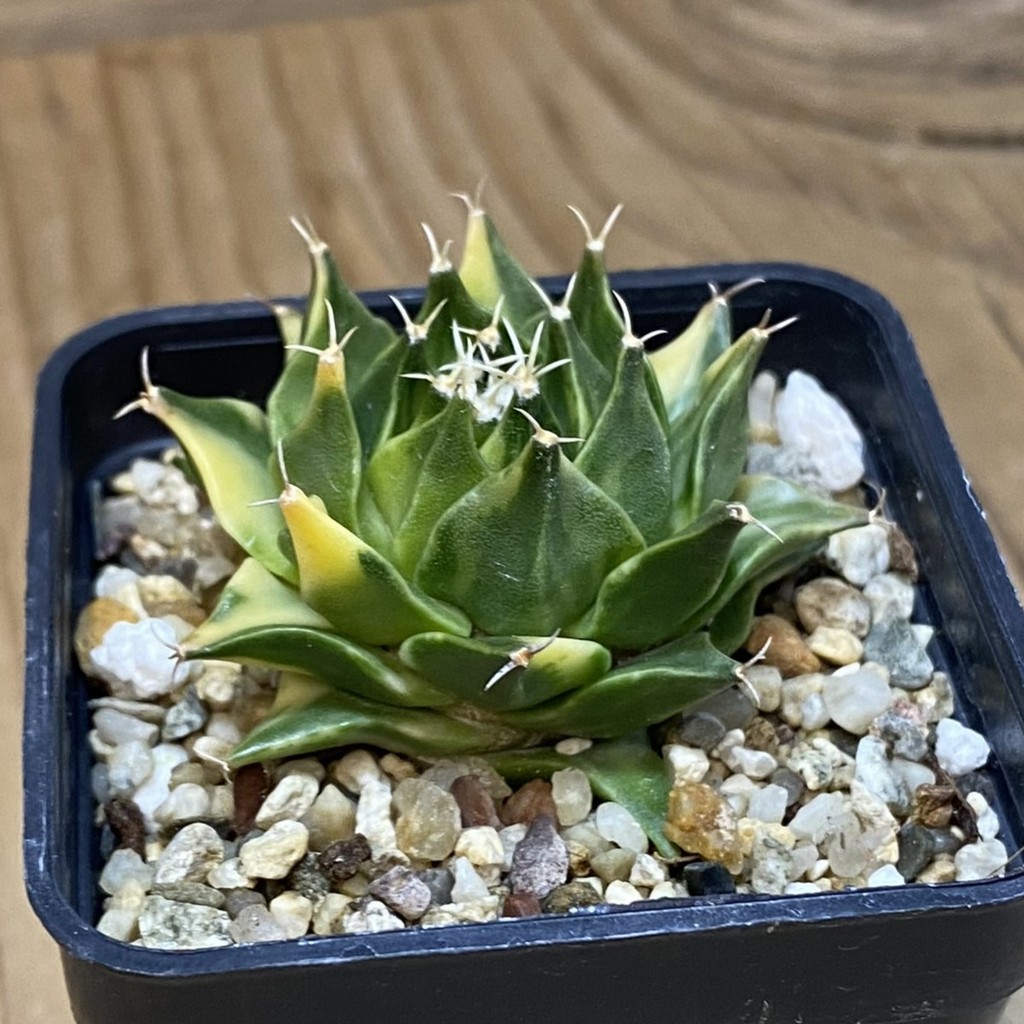 SH3006 Obregonia denegrii f. variegata - 画像 (2)