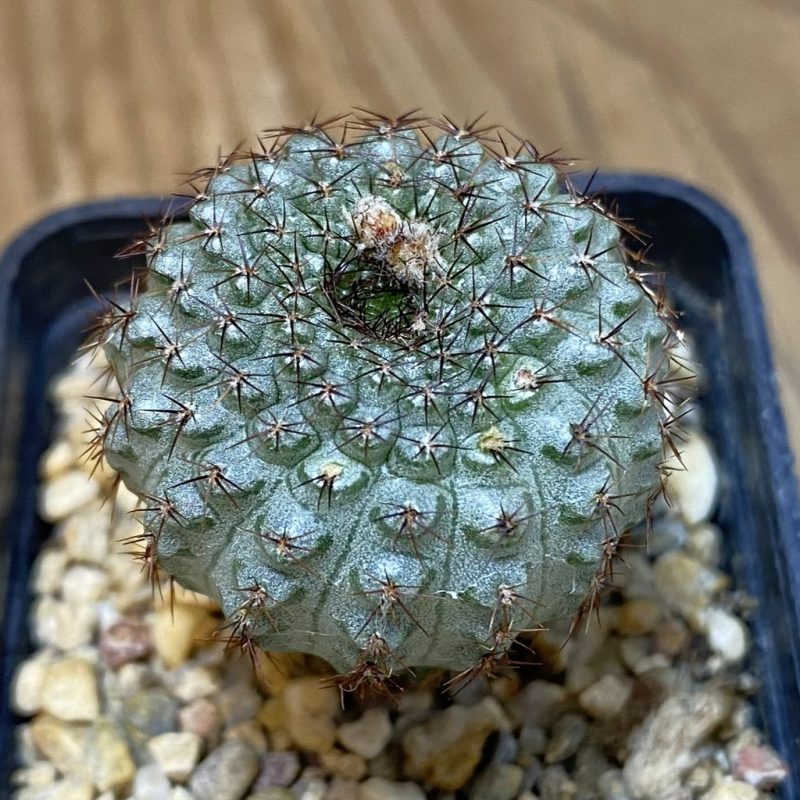 SH4365 Frailea chiquitana