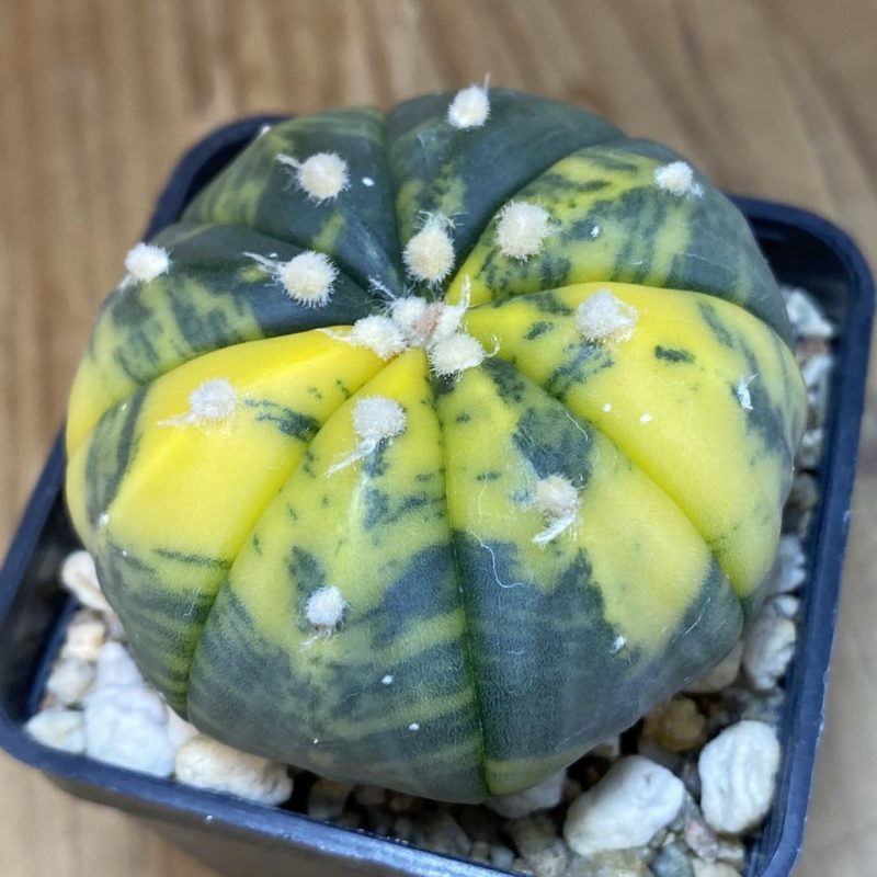 SH2643 Astrophytum asterias f. variegata