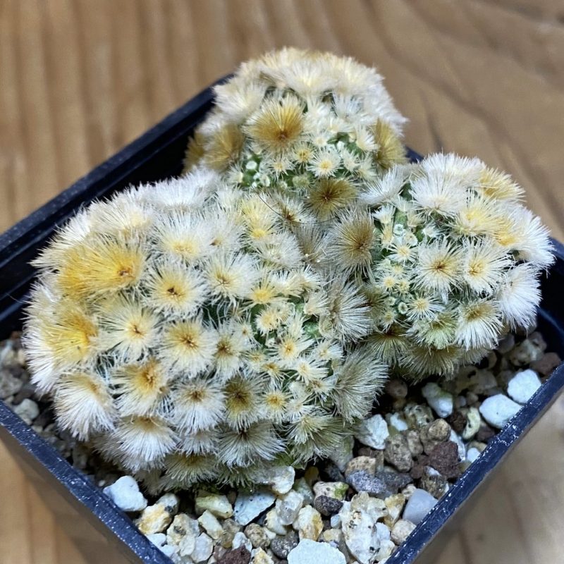 SH19318 Mammillaria carmenae 'Buddha'