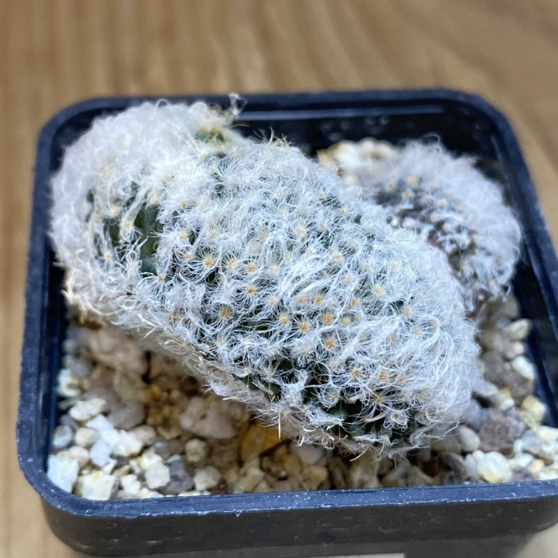 SH19385 Mammillaria bocasana f. cristata