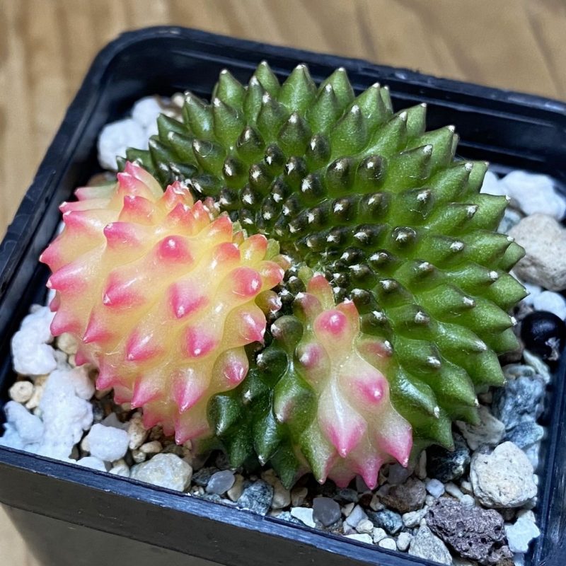 SH20063 Gymnocalycium mihanovichii ‘inermis’ f. variegata