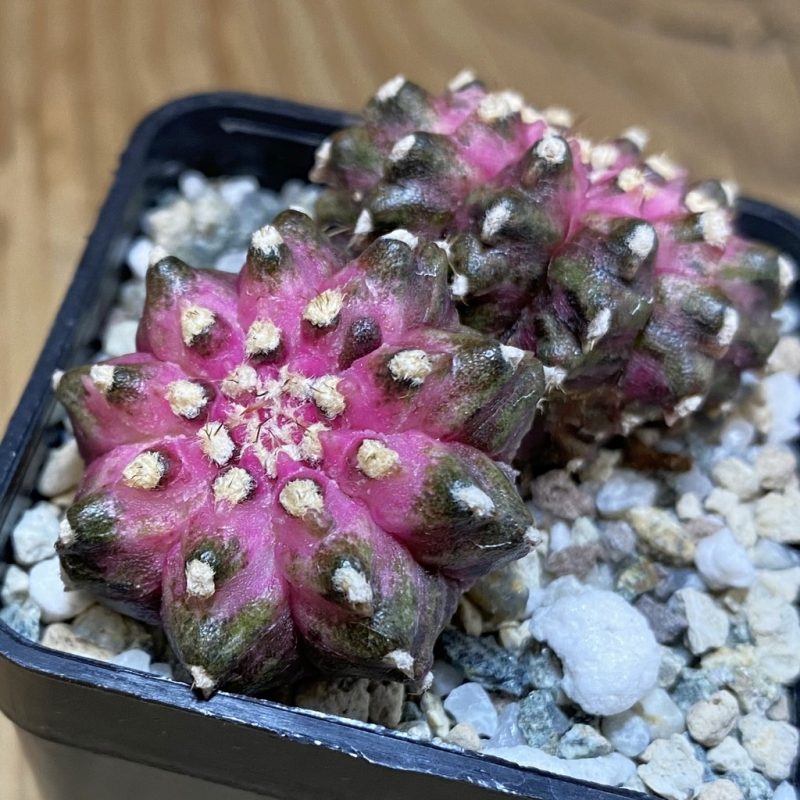 SH20110 Gymnocalycium mihanovichii 'T-Lux' hybrid