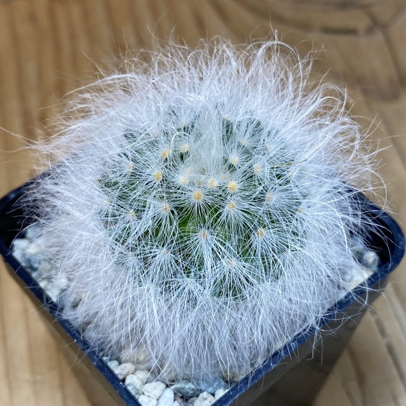 SH20274 Mammillaria guelzowiana LAU 640