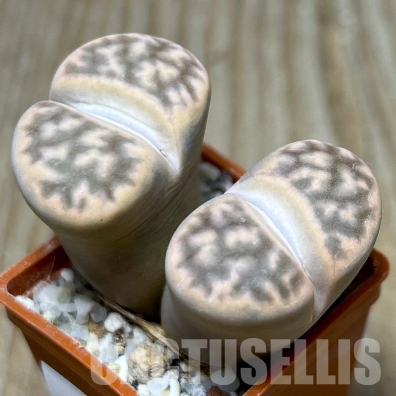 LOT105  50 SEEDS Lithops karasmontana ssp. karasmontana v. lericheana, 2023