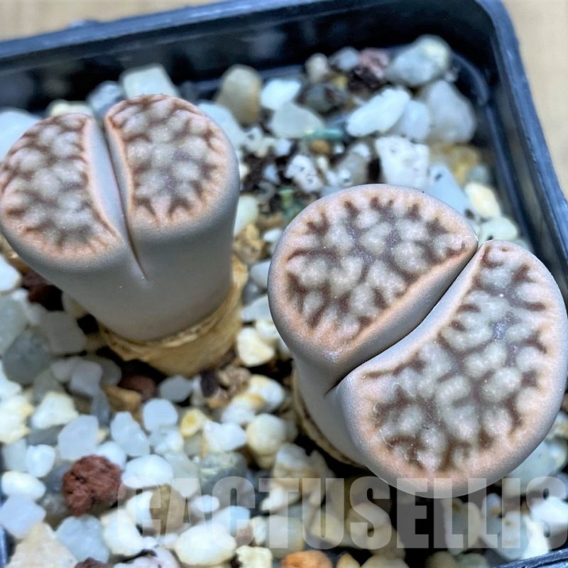 LOT107  50 SEEDS Lithops karasmontana v. karasmontana C327,2023