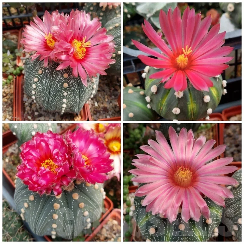 LOT156 10 SEEDS Astrophytum asterias 'Akabana' 2025