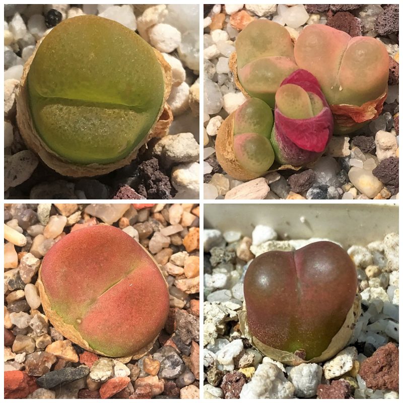 LOT168   20 SEEDS Conophytum maughanii 2023