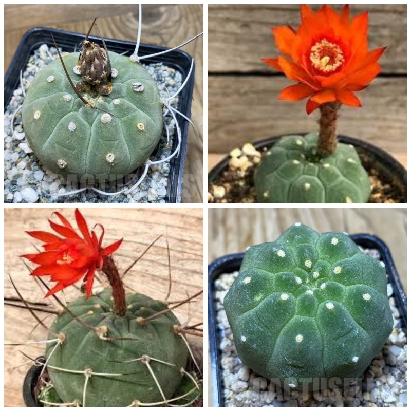 LOT192 20SEEDS Matucana madisoniorum 2025