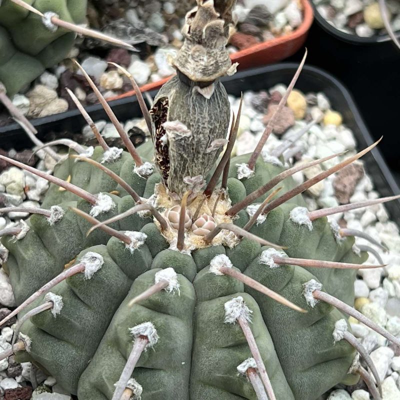 LOT194 20 SEEDS Gymnocalycium vatteri single spine 2024