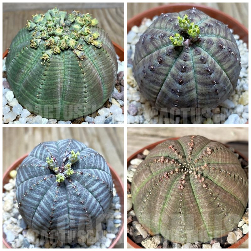 LOT197 5 SEEDS Euphorbia obesa 2026