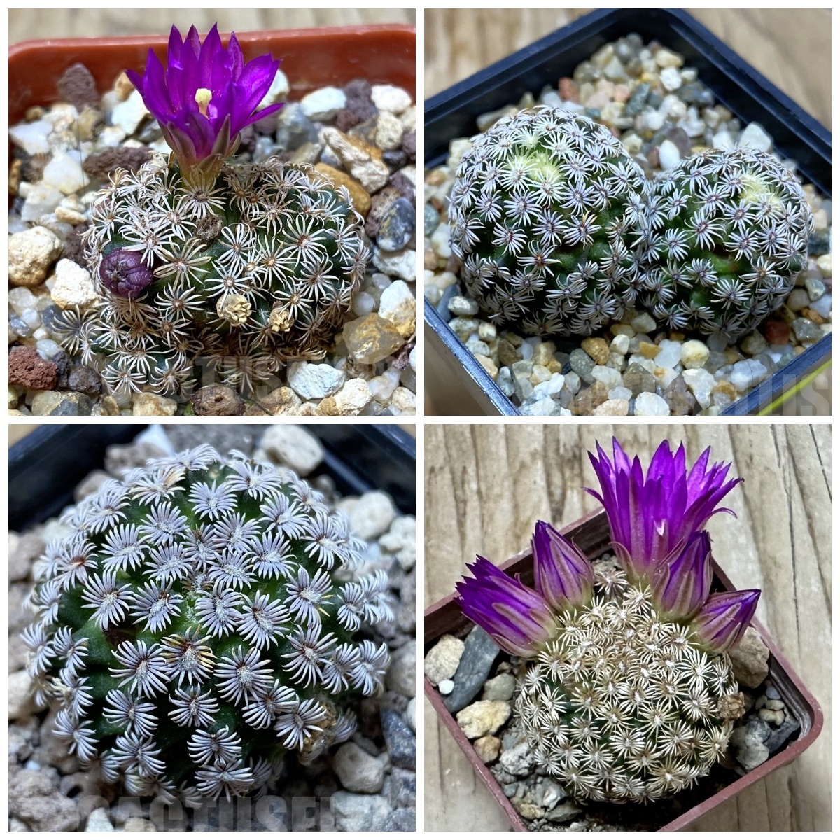LOT198 10 SEEDS Mammillaria hernandezii 2025