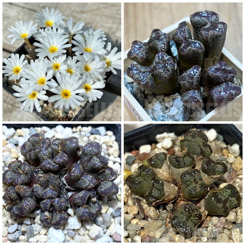 LOT215 20 SEEDS Conophytum pellucidum mix 2025
