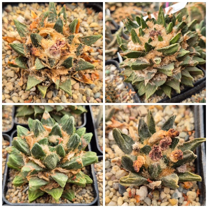 LOT217 10 SEEDS Ariocarpus scapharostrus  2025