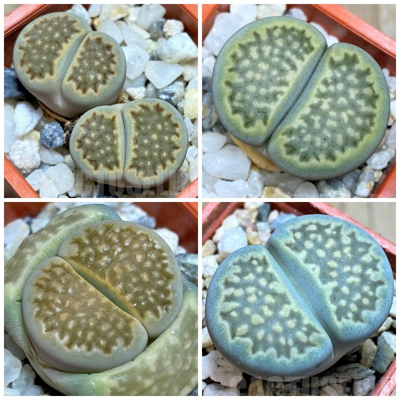 LOT254  50 SEEDS Lithops hallii v. ochracea C111, 2024