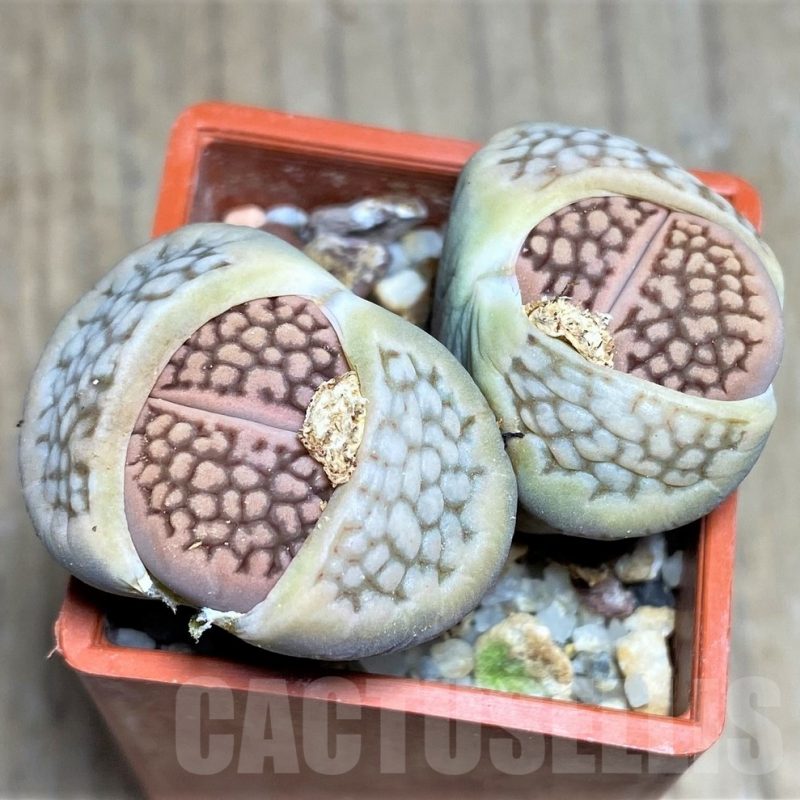 LOT256 50 SEEDS Lithops hallii C119, 2025