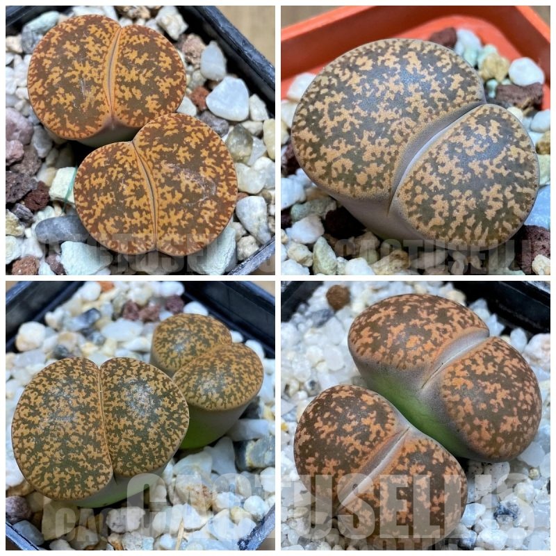 LOT267  50 SEEDS Lithops lesliei v. hornii , harvest 2025