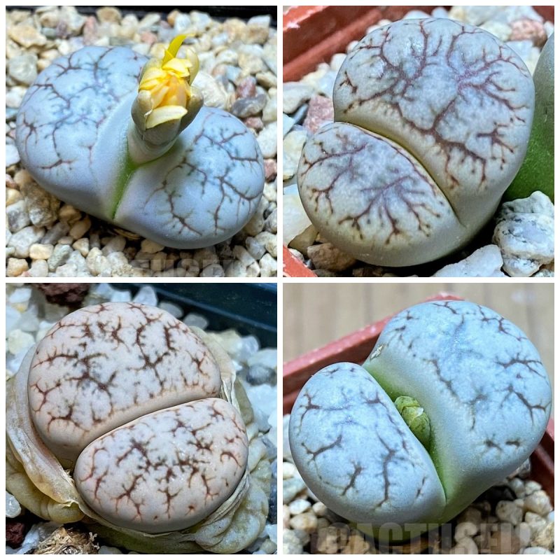 LOT274  50 SEEDS Lithops werneri C188 2024