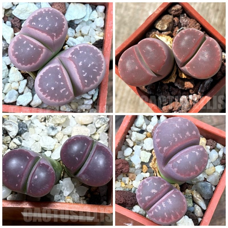 LOT276  50 SEEDS Lithops olivacea var. nebrownii 'Red Olive' 2024
