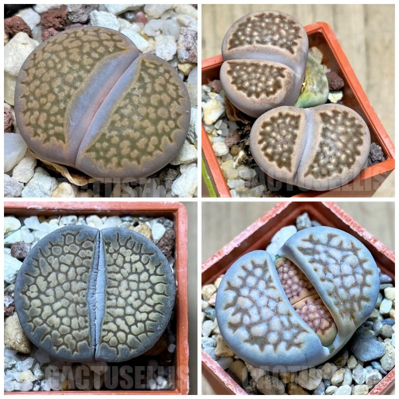LOT279  50 SEEDS Lithops hallii mix harvest 2024