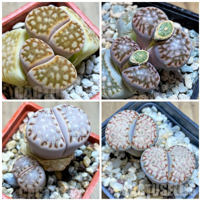 LOT282 50 SEEDS Lithops julii mix harvest 2024