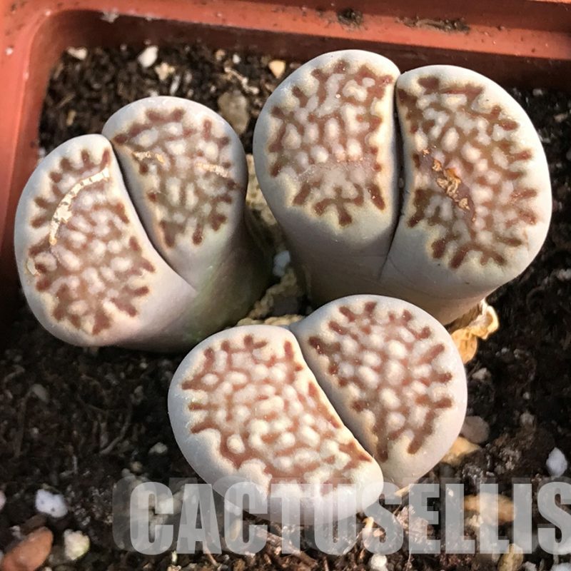 LOT282  50 SEEDS Lithops julii mix harvest 2024