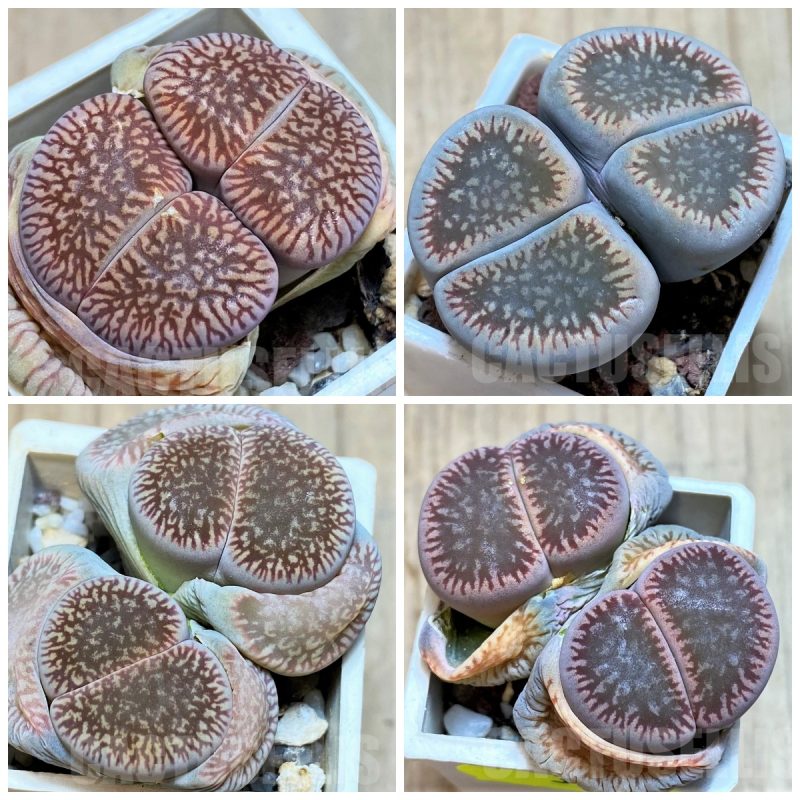 LOT286  20 SEEDS Lithops aucampiae ssp. euniceae v. fluminalis C54   2025