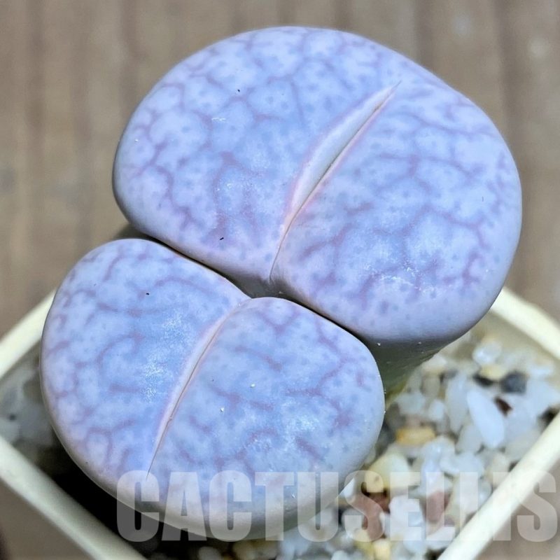 LOT290 20 SEEDS Lithops pseudotruncatella ssp. volkii, harvest 2024