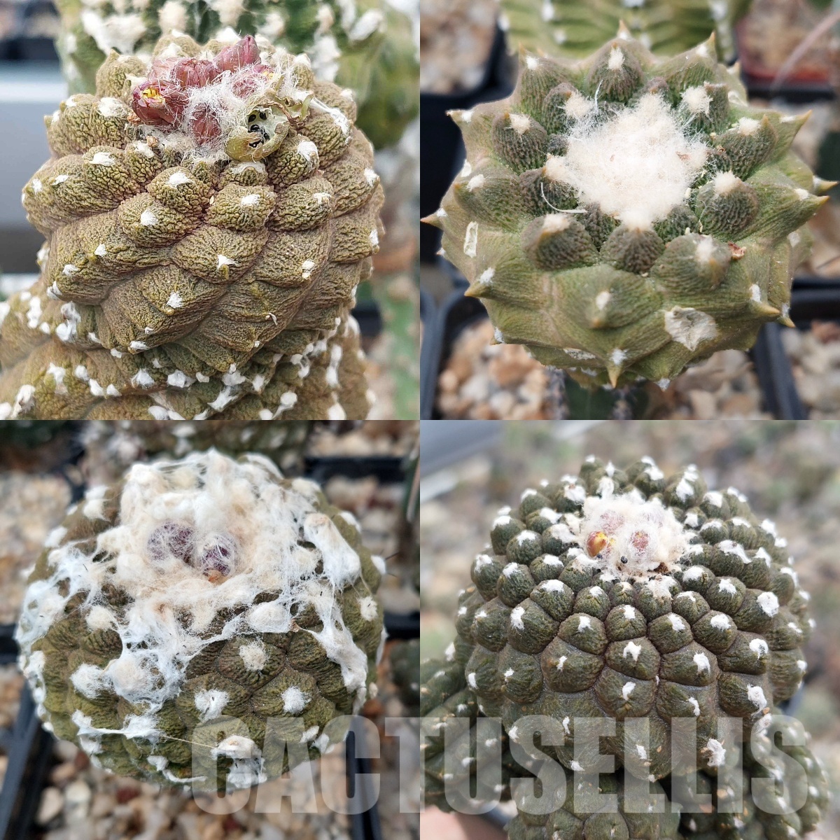 LOT309 10 SEEDS Copiapoa hypogaea 'Lizard Skin' 2024