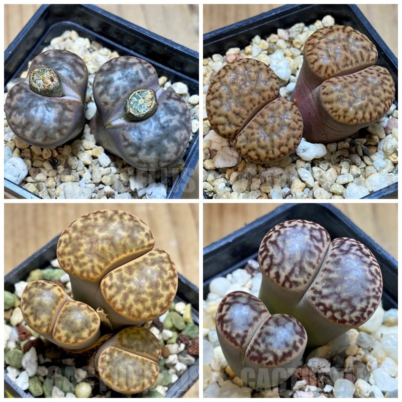LOT322  50 SEEDS Lithops bromfieldii v. insularis  2025