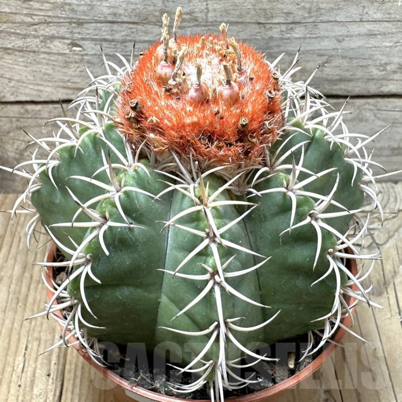 LOT323 100 SEEDS Melocactus matanzanus 2024