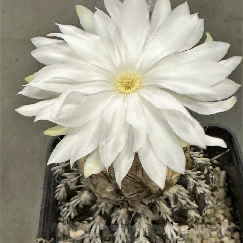 LOT421 10 SEEDS Discocactus horstii 2024