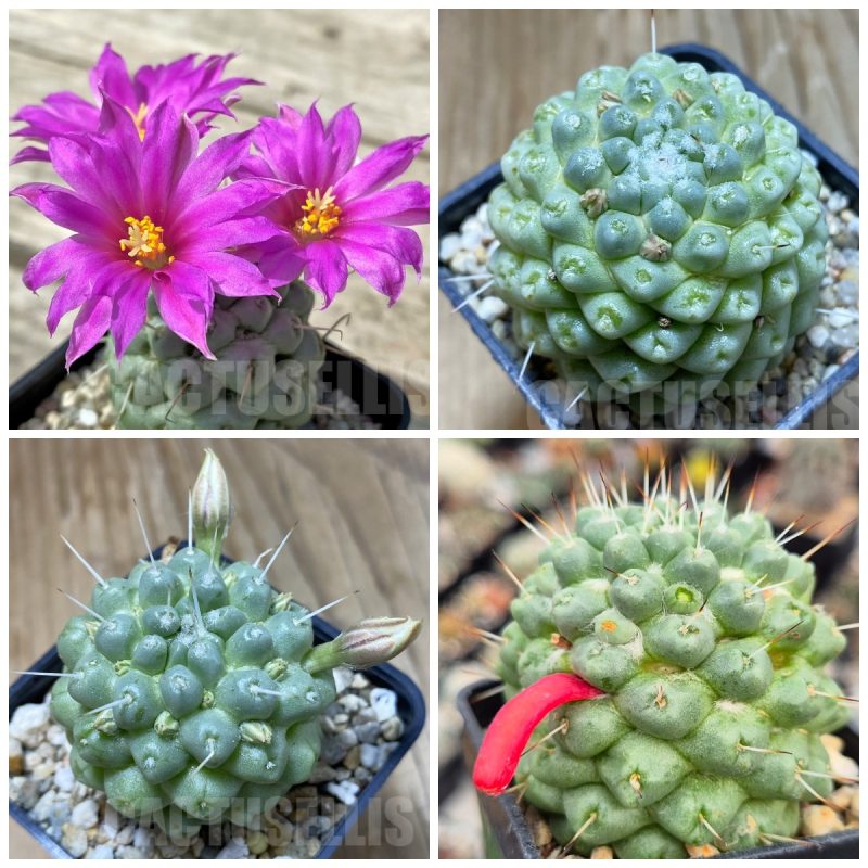 LOT422 20 SEEDS Mammillaria schumannii 'inermis' 2026