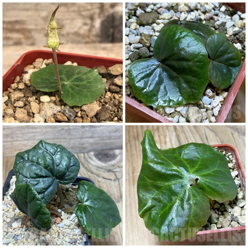 LOT425 5 SEEDS Dorstenia barnimiana   2025