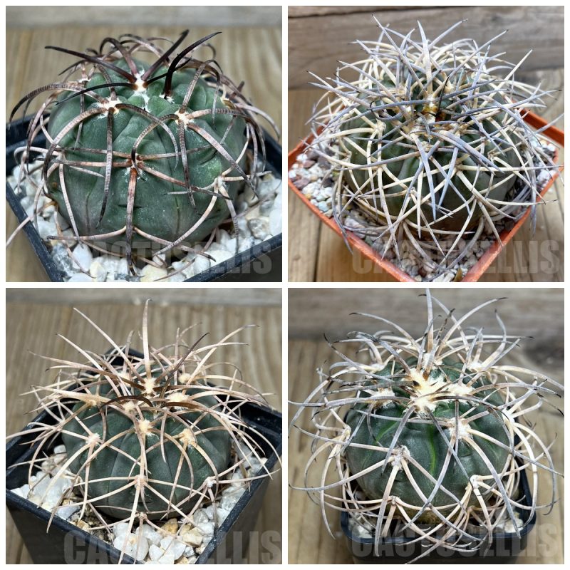 LOT440 20 SEEDS Gymnocalycium spegazzinii v. major 2025