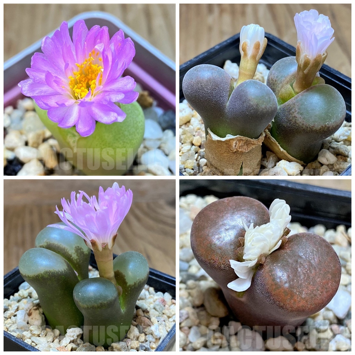 LOT446 50 SEEDS Conophytum (Ophthalmophyllum) mix 2025