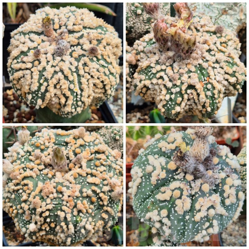 LOT462 10SEEDS Astrophytum asterias 'Hanazono' 2025