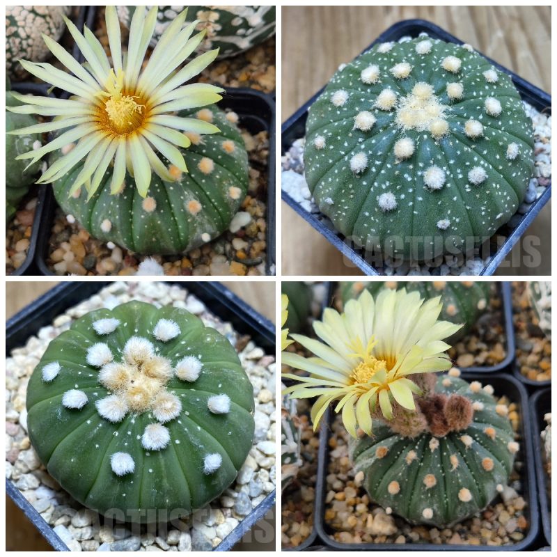 LOT475 10 SEEDS Astrophytum asterias f. multicostatum hybrid 2025