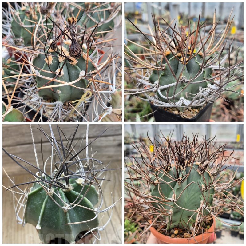 LOT486 20 SEEDS Astrophytum crassispinum 2025