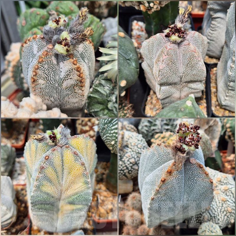 LOT489 10 SEEDS Astrophytum myriostigma 'Onzuka' mix 2025