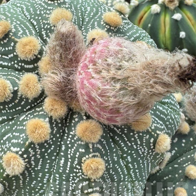 LOT491 20 SEEDS Astrophytum asterias Red flower 2024
