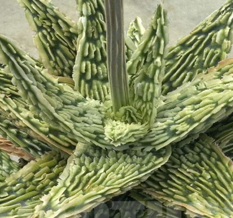 LOT498 10SEEDS Aloe EN13 harvest 2026