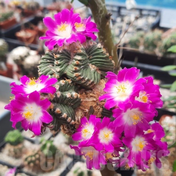 LOT502 10 SEEDS Aztekium valdezii 2025