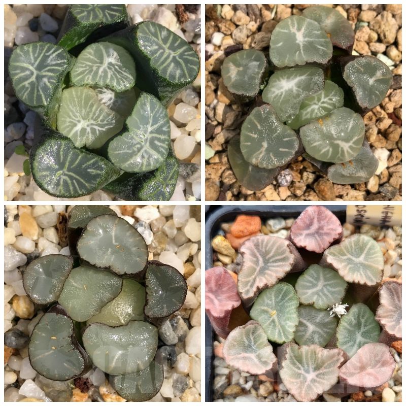 LOT506 10 SEEDS Haworthia maughanii mix Japan, 2025