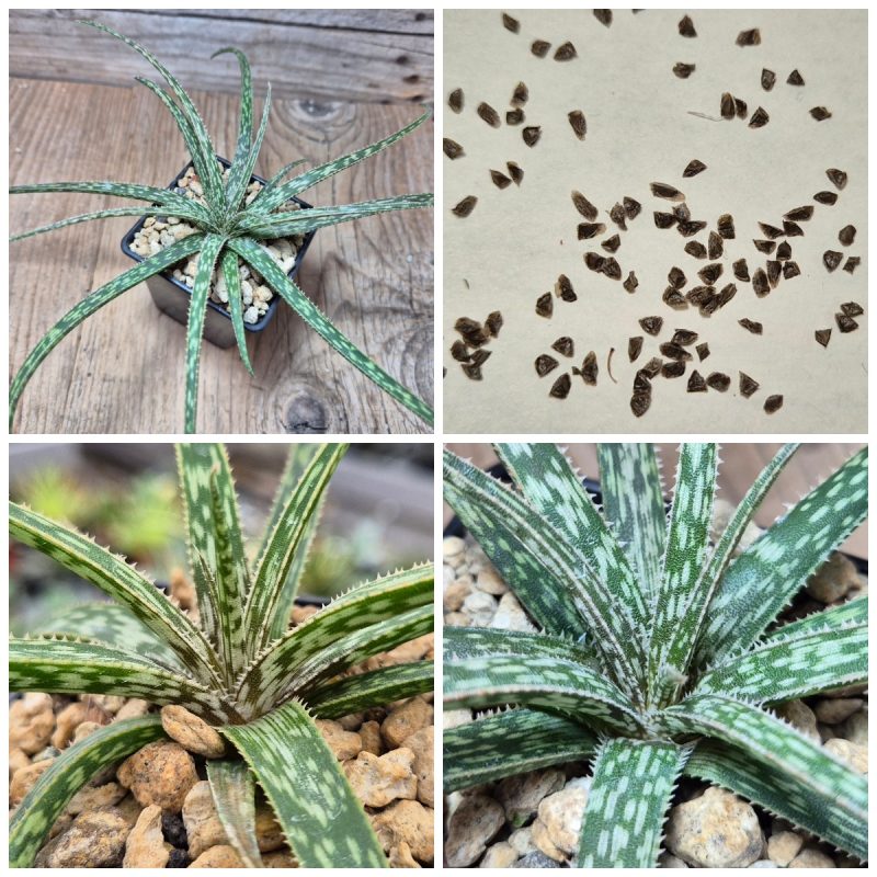 LOT507 10 SEEDS    Aloe perrieri 2025