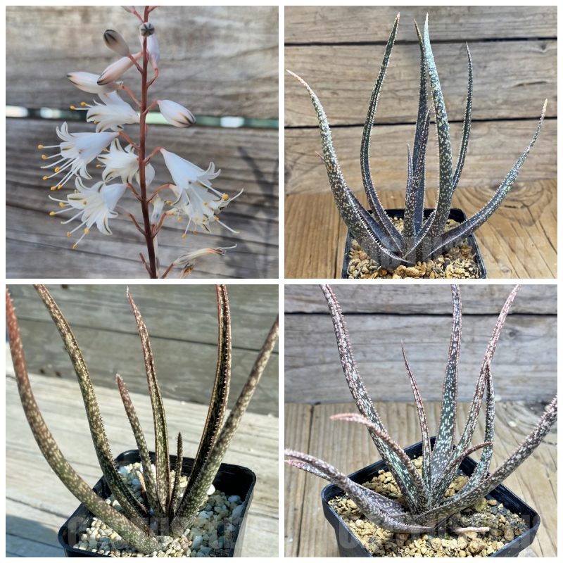 LOT508 10 SEEDS Aloe albiflora harvest 2025