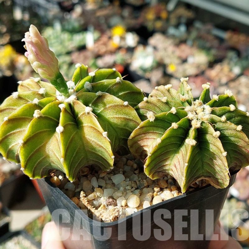 LOT514 20 SEEDS Gymnocalycium friedrichii LB 2178, Agua Dulce harvest 2024