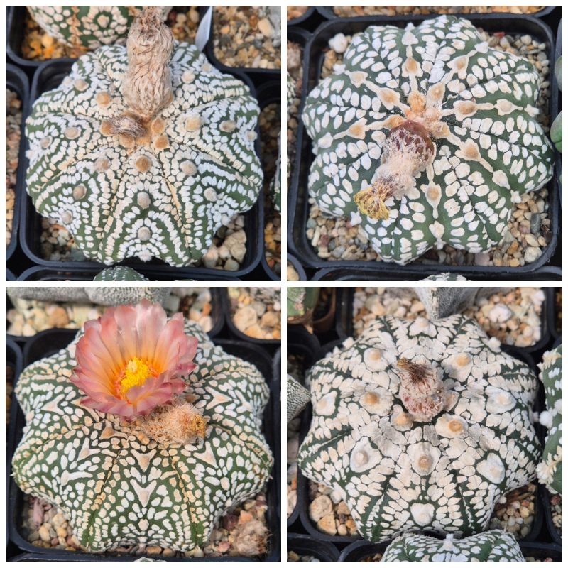 LOT520 10 SEEDS Astrophytum asterias 'SK Star Shape’ 2025